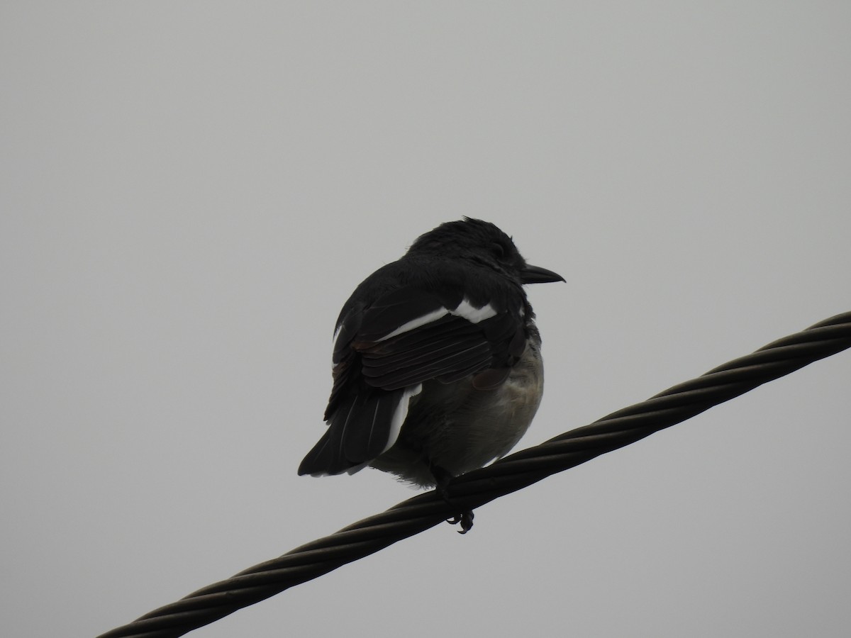 Oriental Magpie-Robin - ML642003533