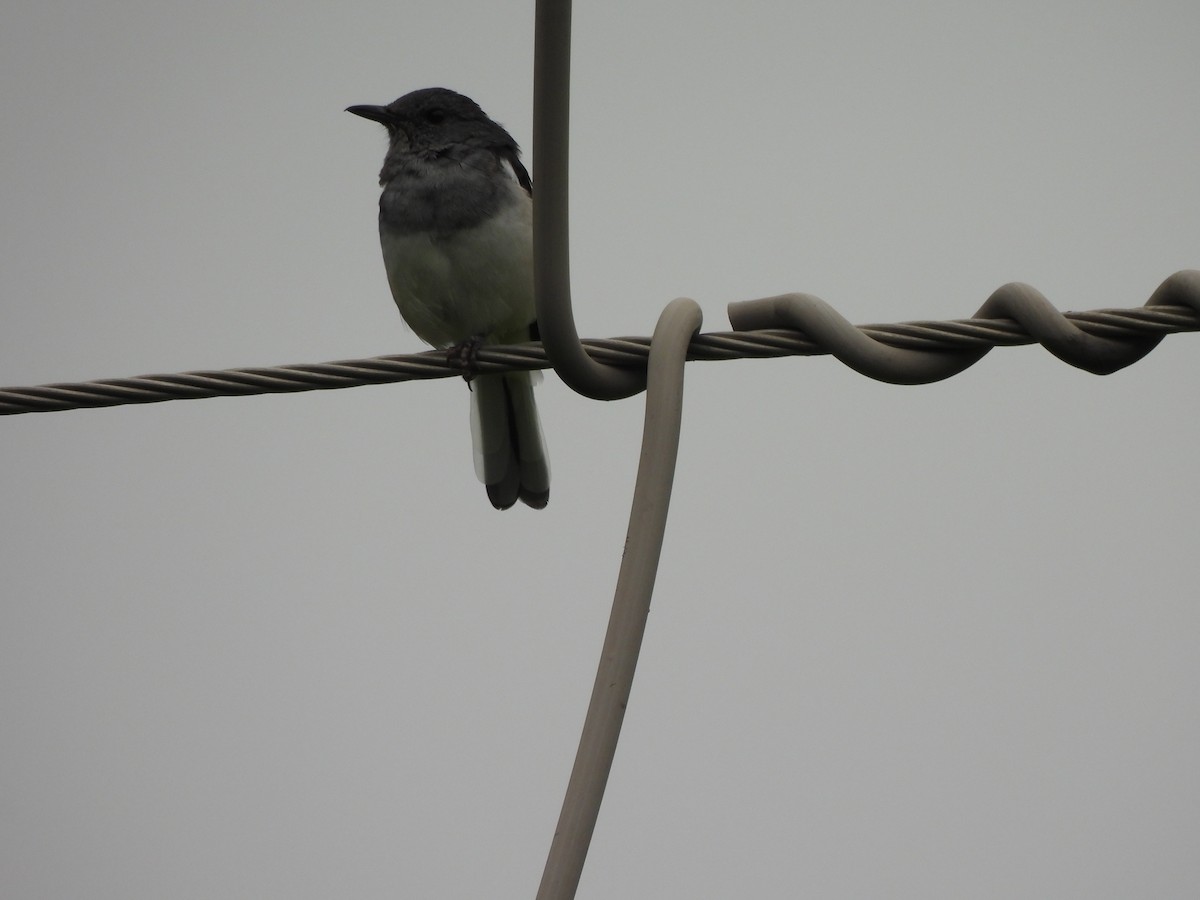 Oriental Magpie-Robin - ML642003538
