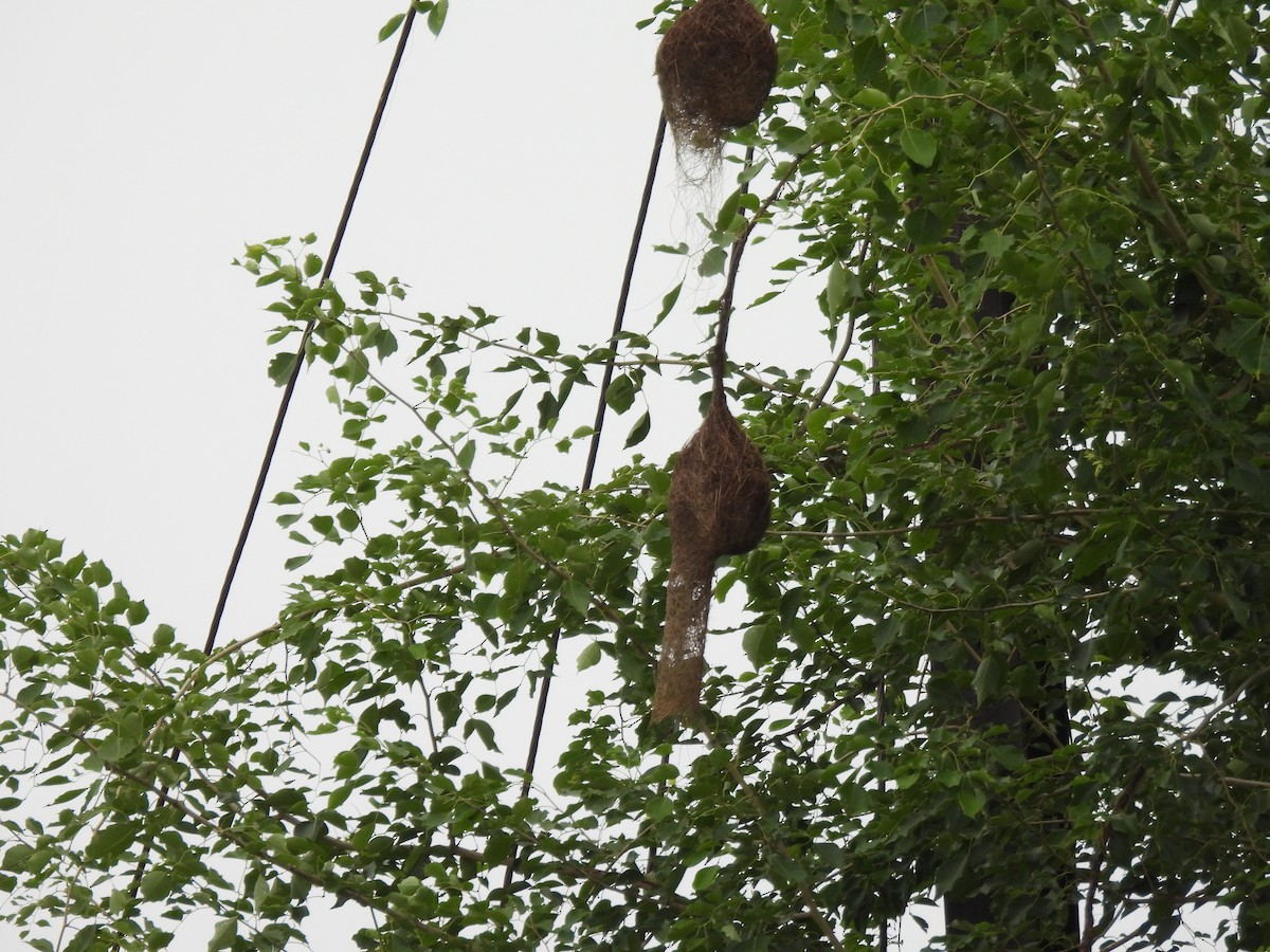 Baya Weaver - ML642003540