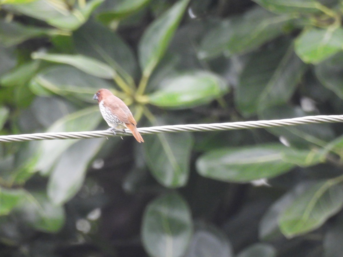 Scaly-breasted Munia - ML642003541