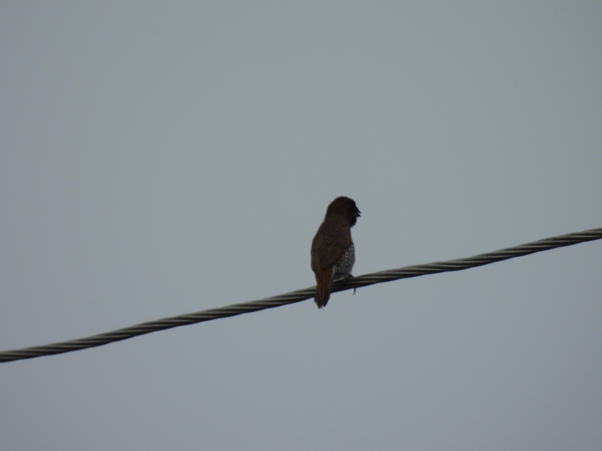 Scaly-breasted Munia - ML642003548