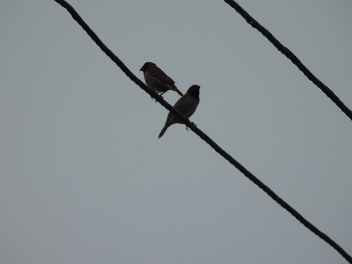 Scaly-breasted Munia - ML642003550
