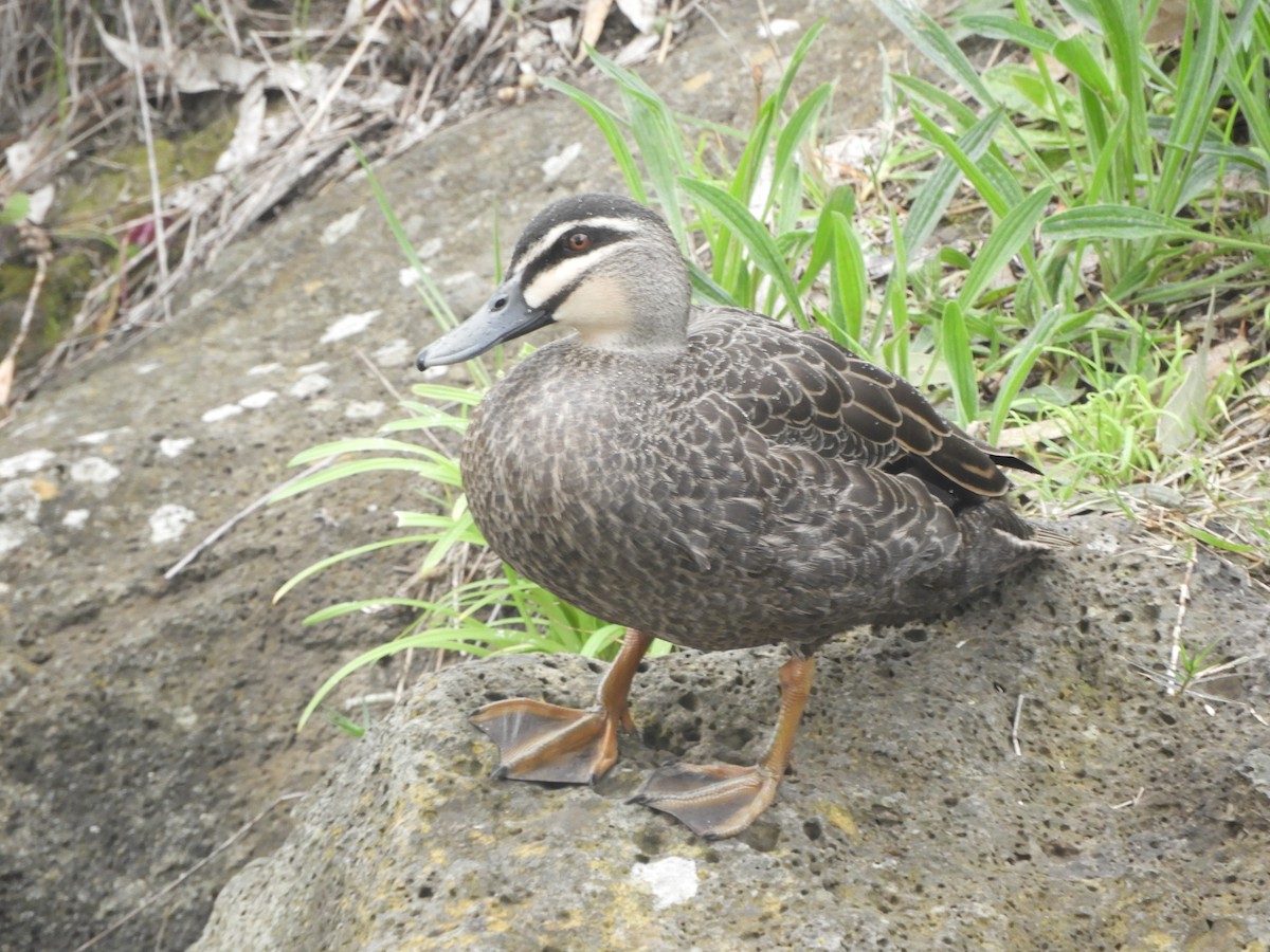 Canard à sourcils - ML642003551