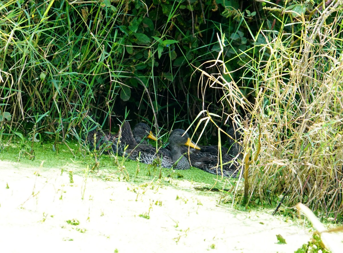 Canard à bec jaune - ML642003554