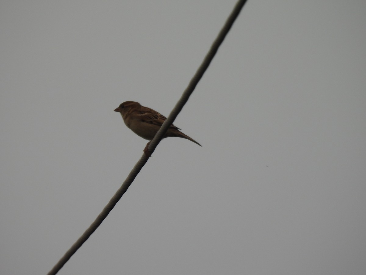 House Sparrow - ML642003556