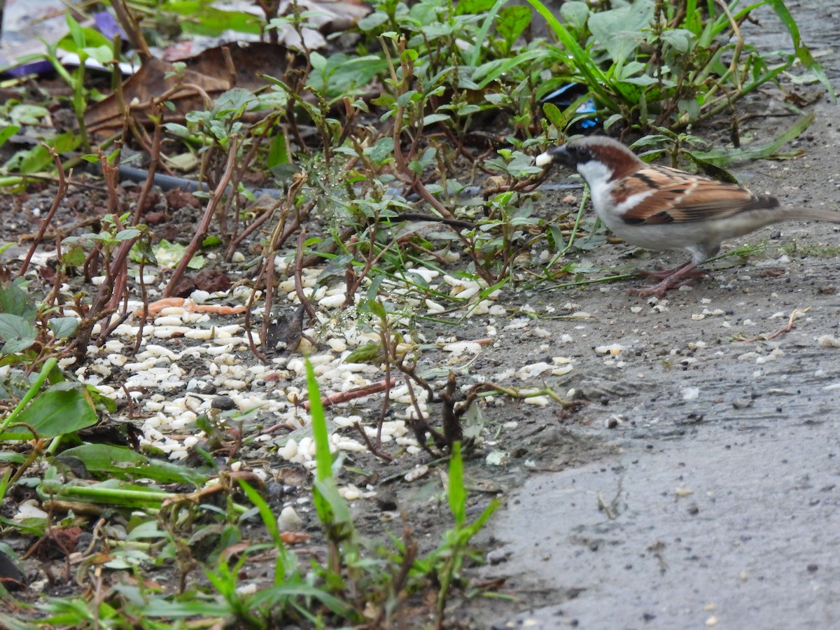 House Sparrow - ML642003557