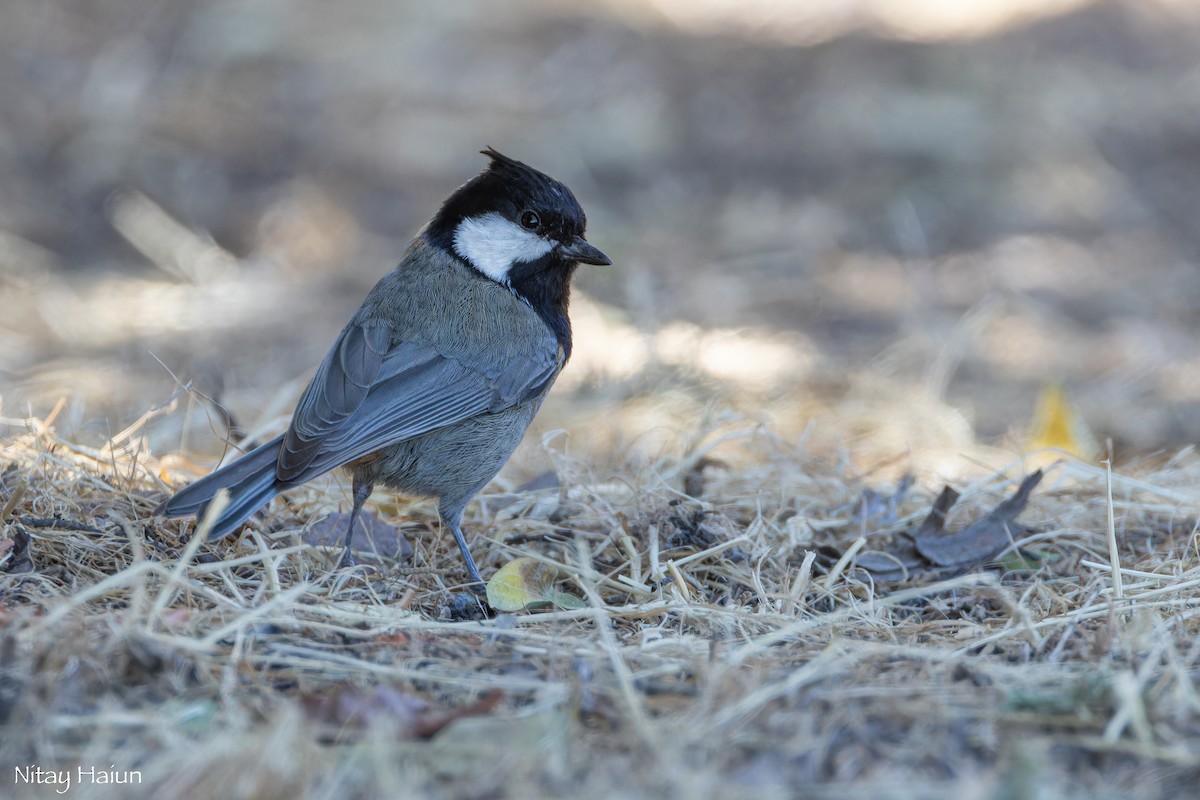 Rufous-naped Tit - ML642003561