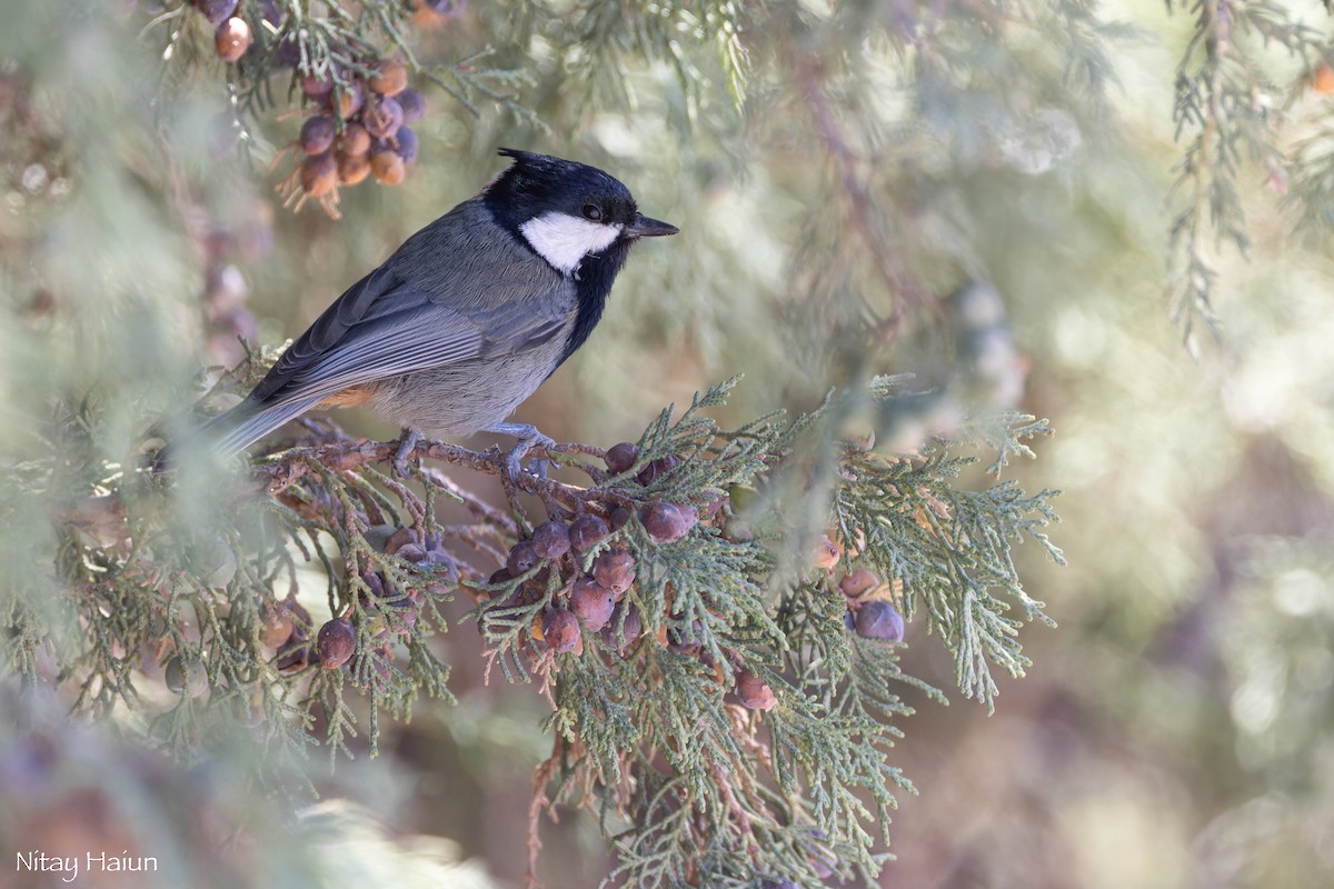 Rufous-naped Tit - ML642003562