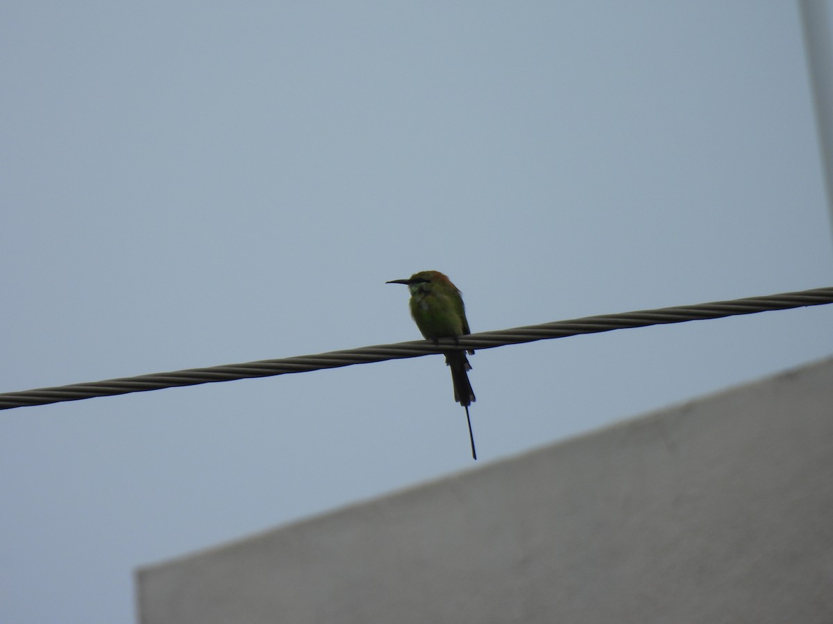 Asian Green Bee-eater - ML642003563