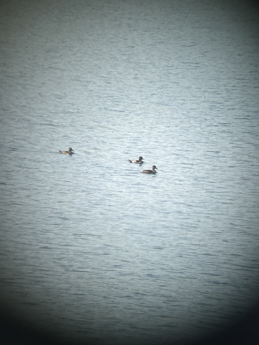 Ring-necked Duck - ML642003571