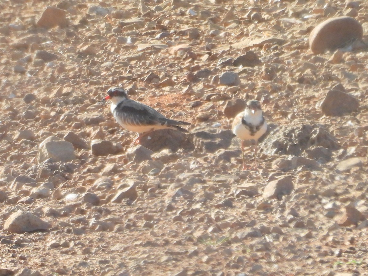 Black-fronted Dotterel - ML642003576