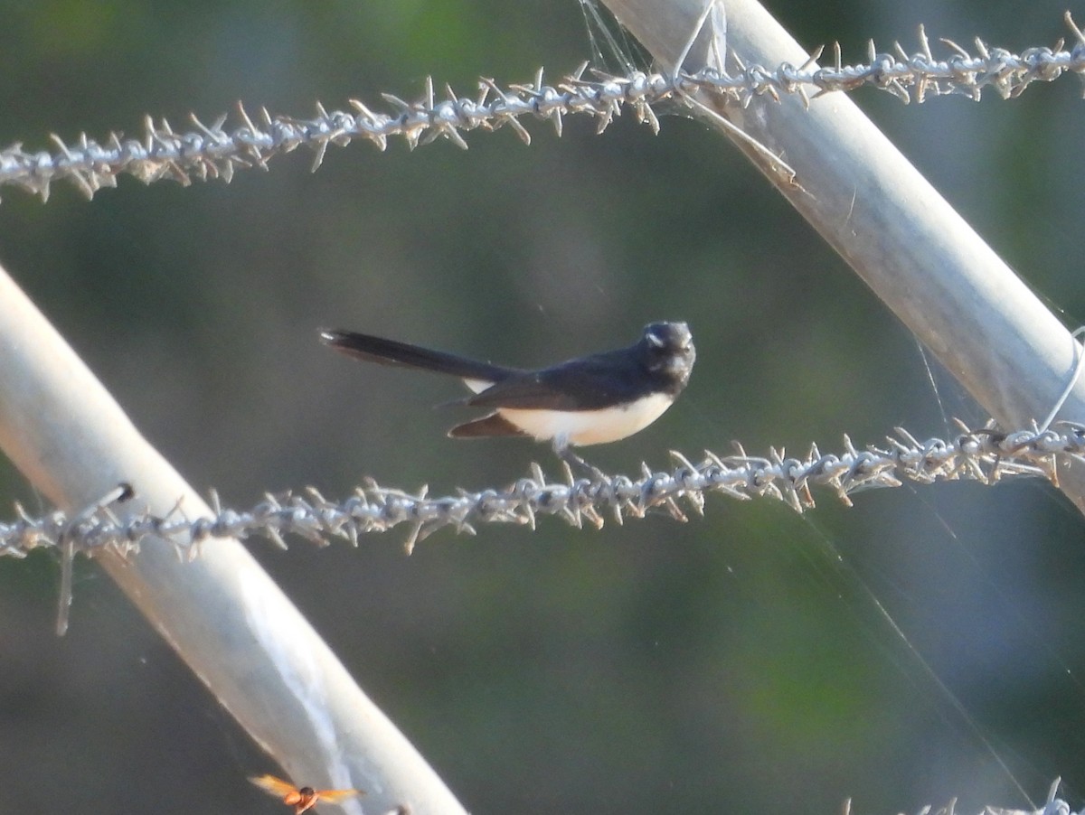 Willie-wagtail - ML642003584