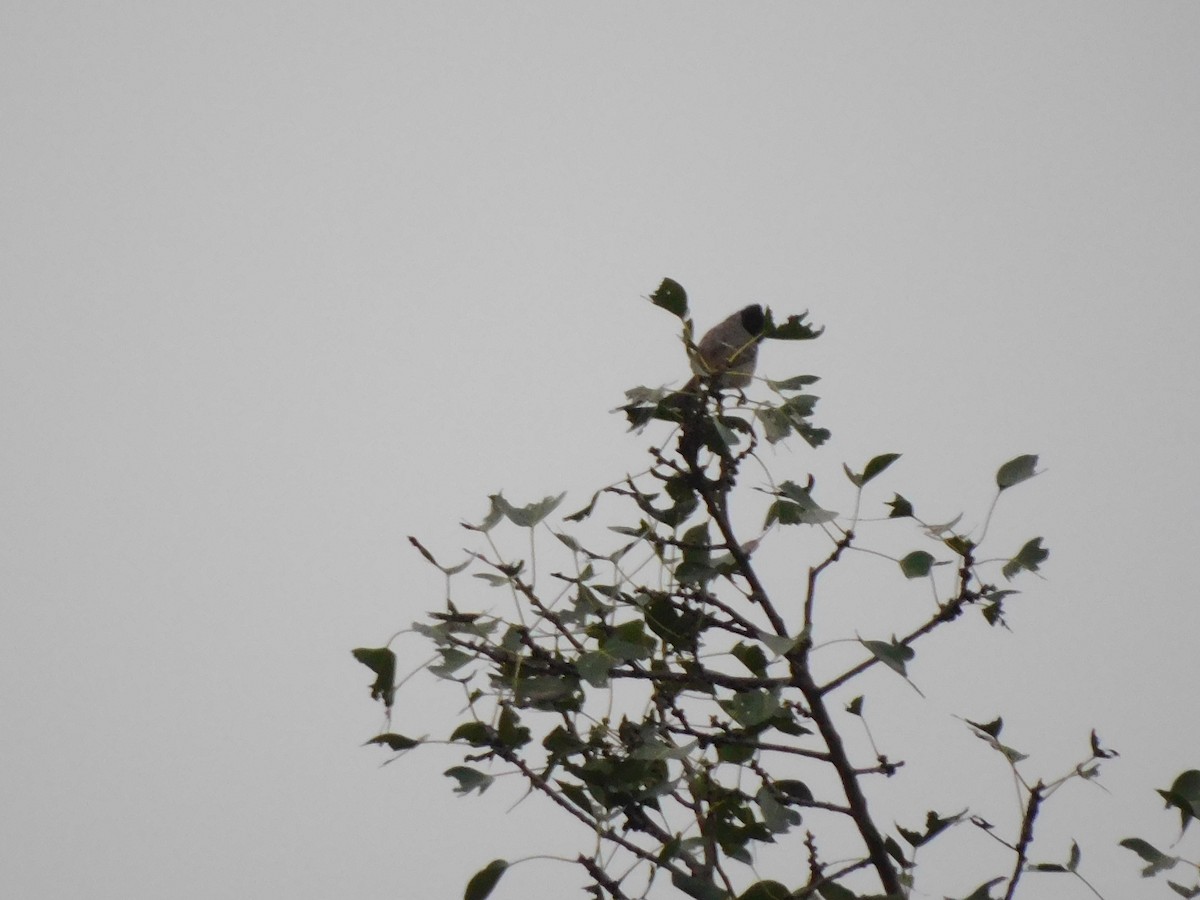 Red-vented Bulbul - ML642003590