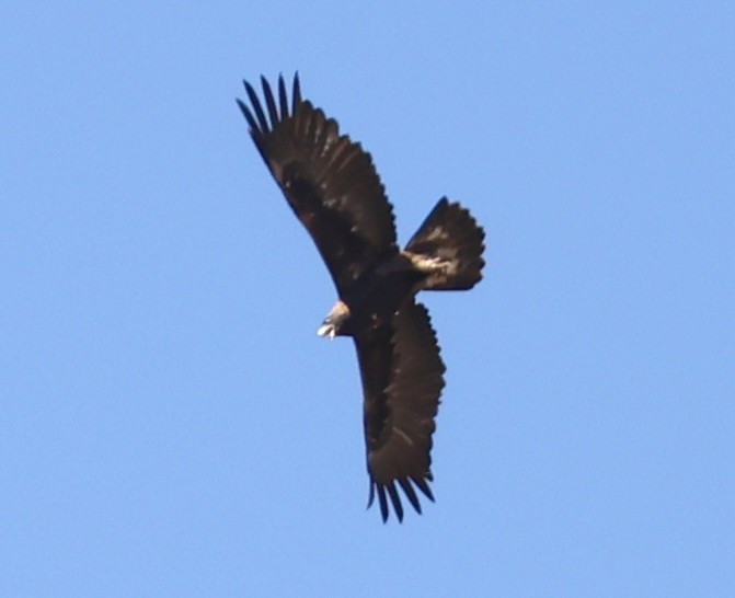 kongeørn - ML642003593