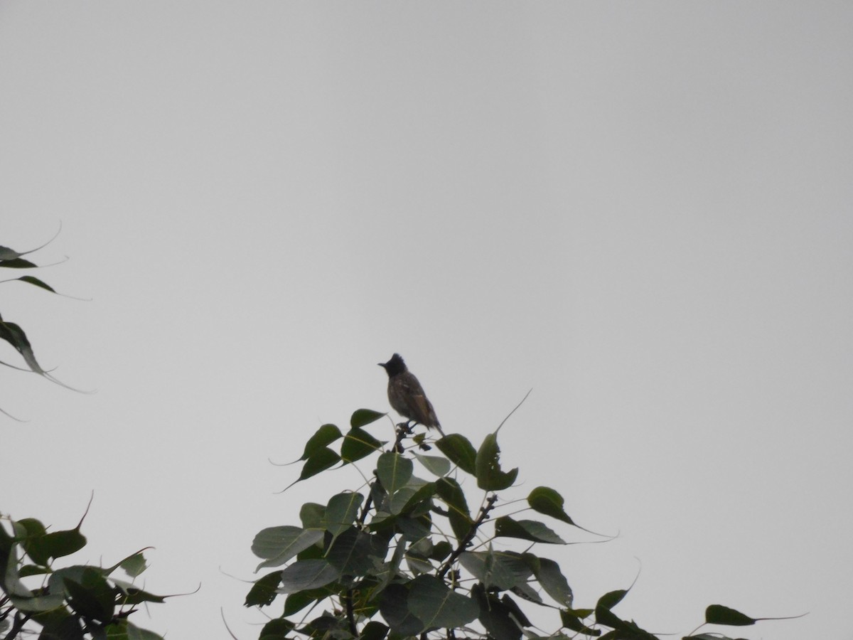Red-vented Bulbul - ML642003594