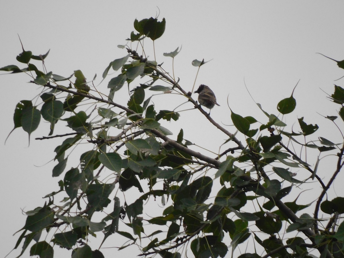 Red-vented Bulbul - ML642003595
