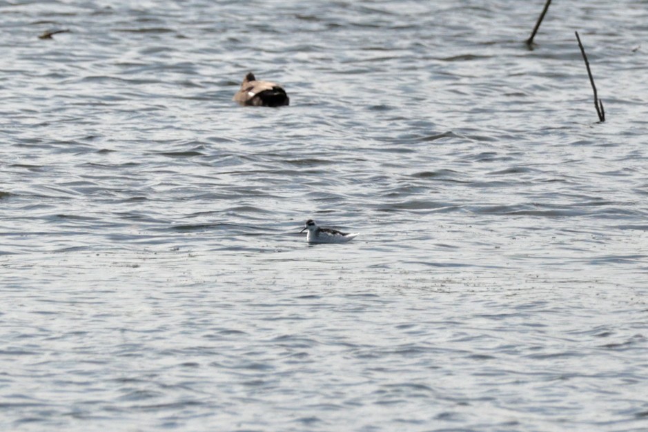 Red-necked Phalarope - ML642003610
