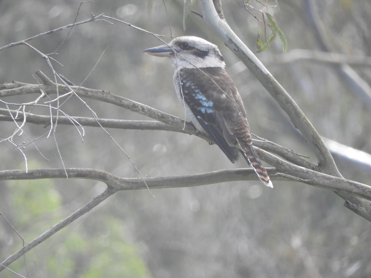 Laughing Kookaburra - ML642003621