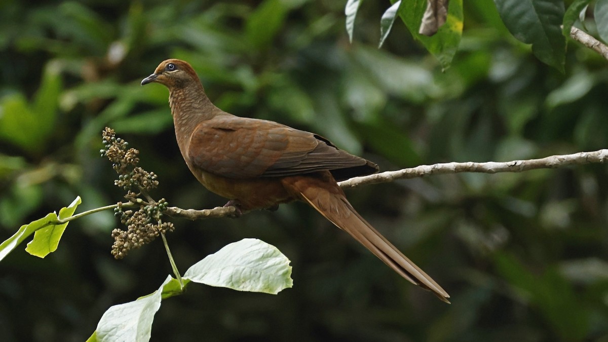 Brown Cuckoo-Dove - ML642003622