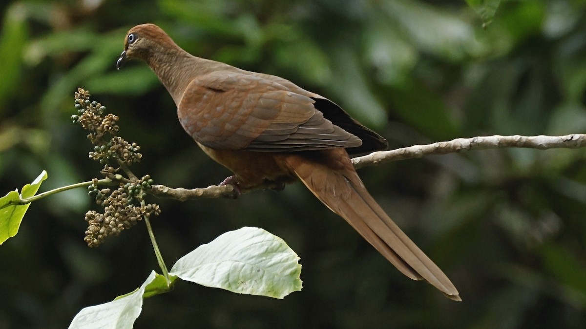 Brown Cuckoo-Dove - ML642003623