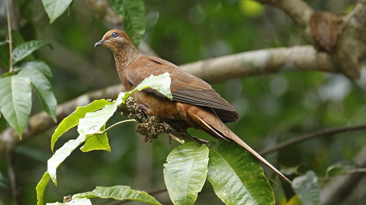 Brown Cuckoo-Dove - ML642003624