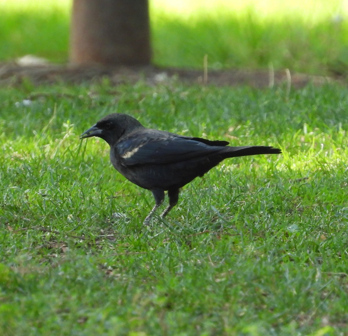 Tricolored Blackbird - ML642003626