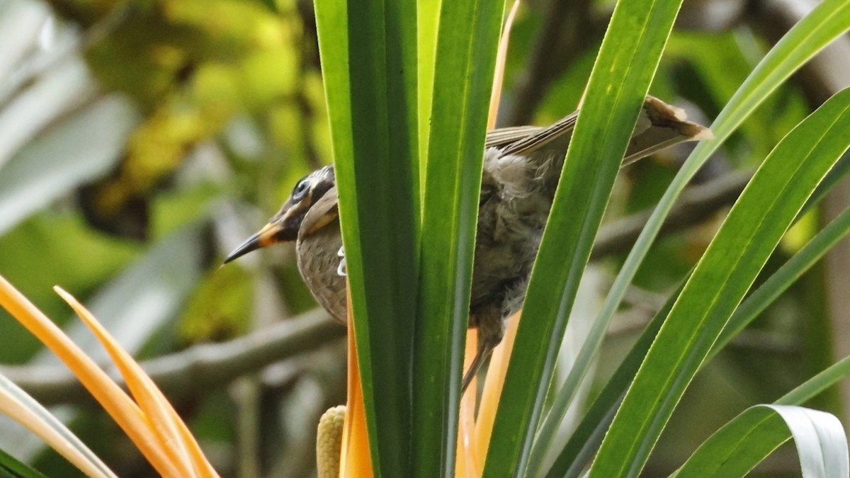 Bridled Honeyeater - ML642003627