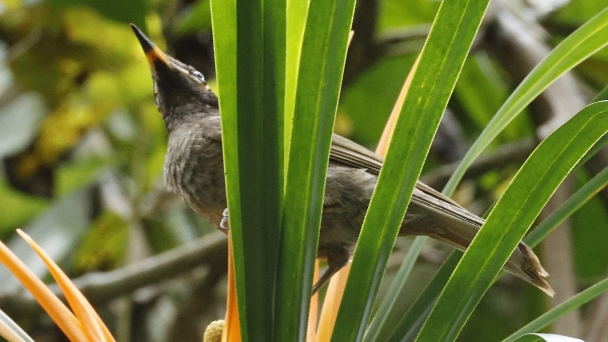 Bridled Honeyeater - ML642003628