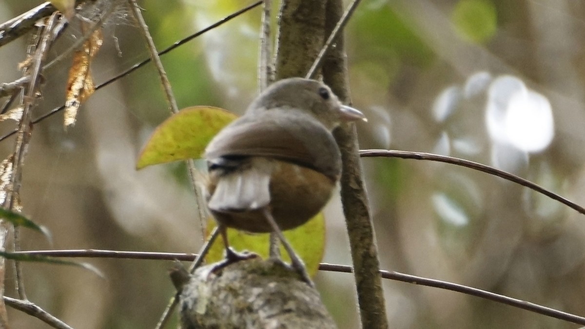 Rufous Shrikethrush - ML642003629