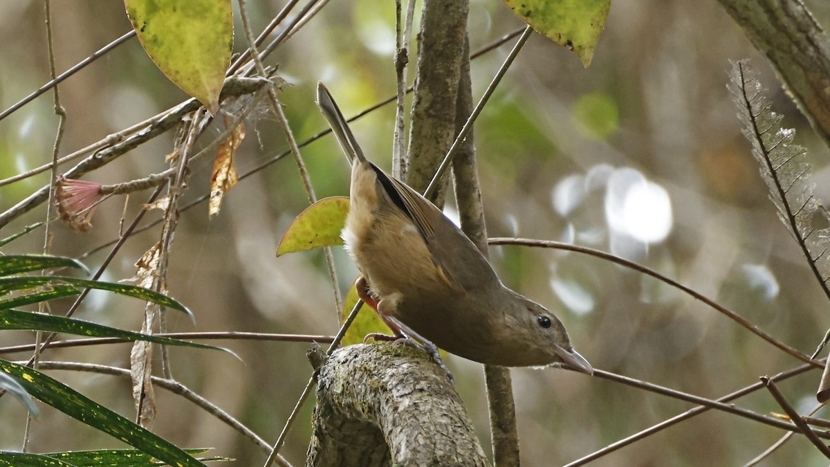 Rufous Shrikethrush - ML642003630
