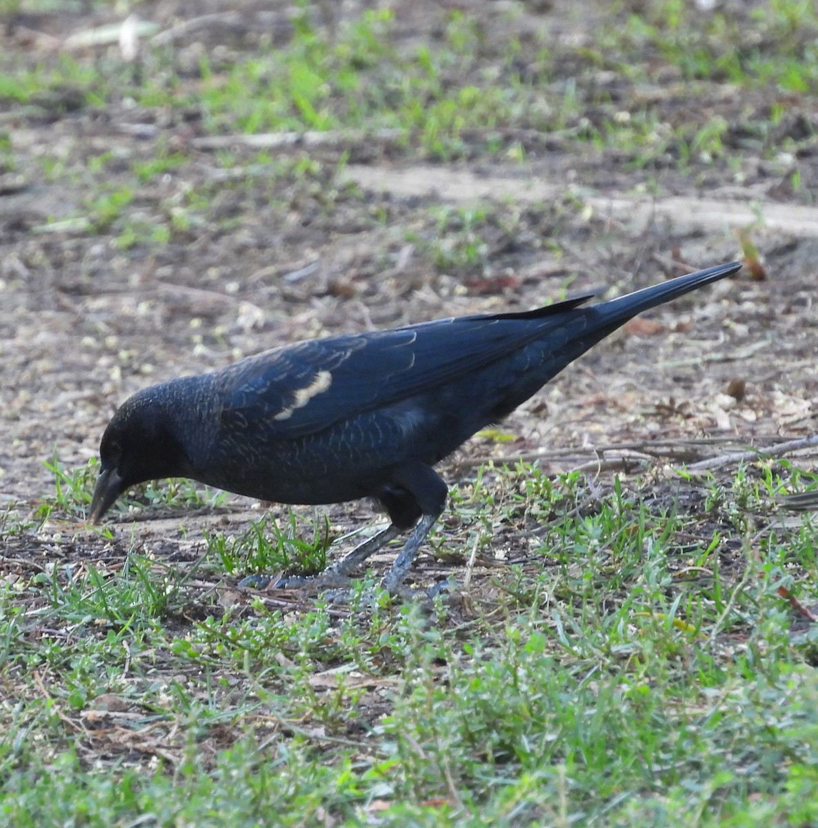 Tricolored Blackbird - ML642003631