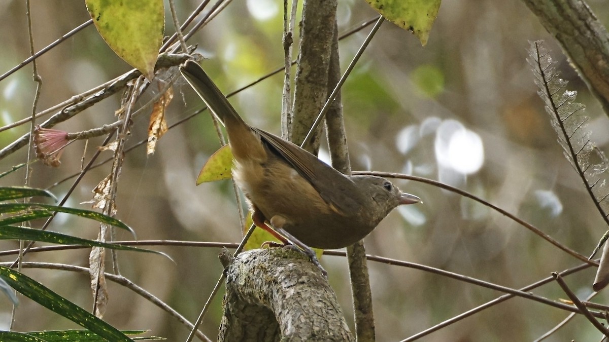 Rufous Shrikethrush - ML642003632