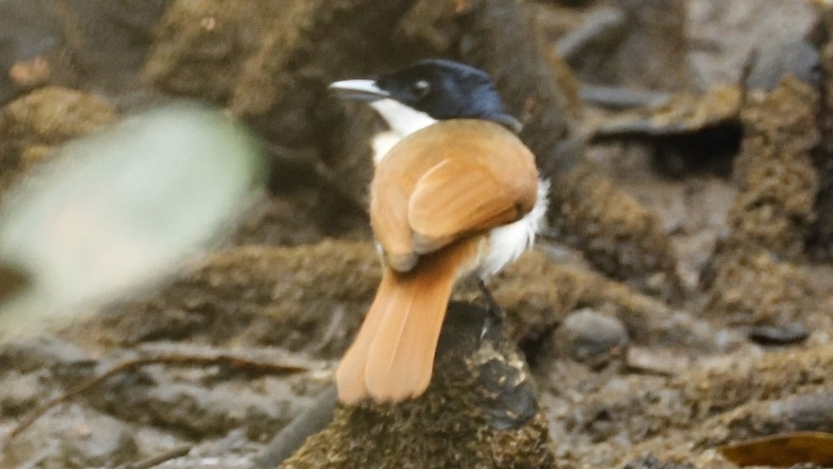 Shining Flycatcher - ML642003633
