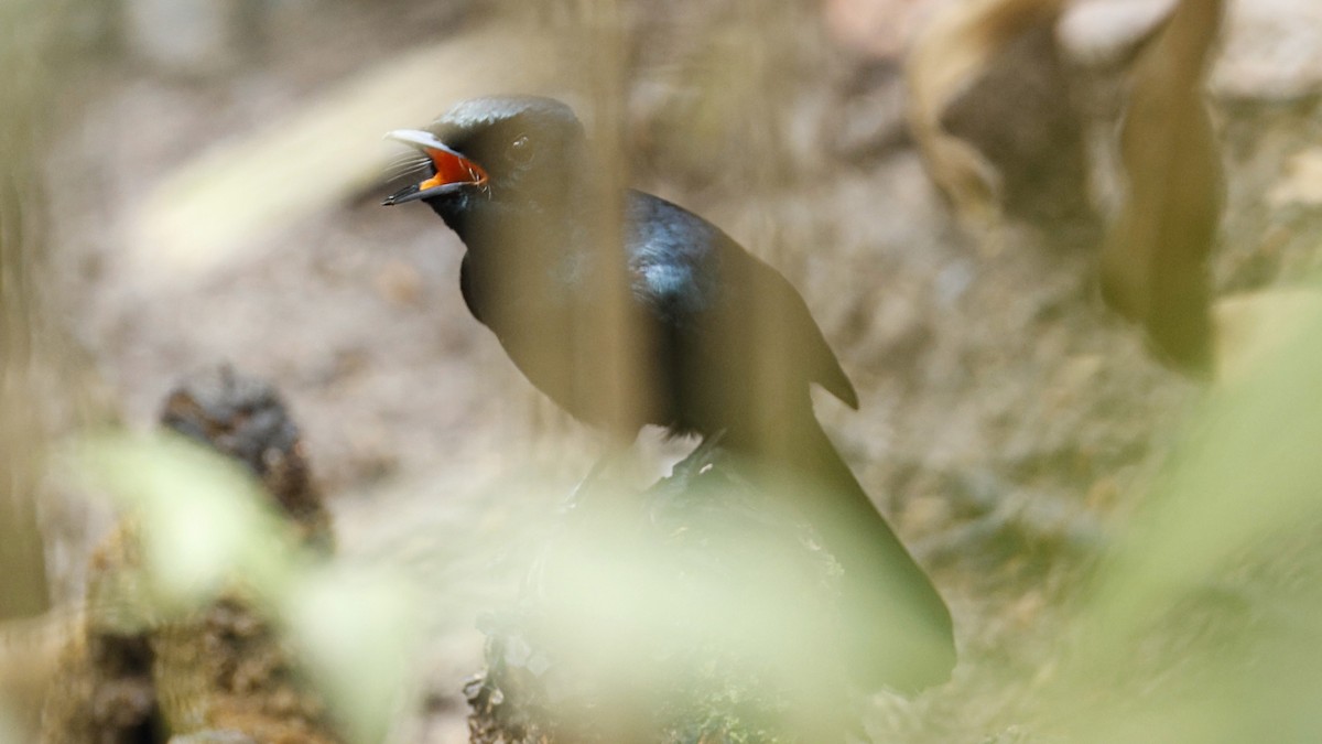 Shining Flycatcher - ML642003634