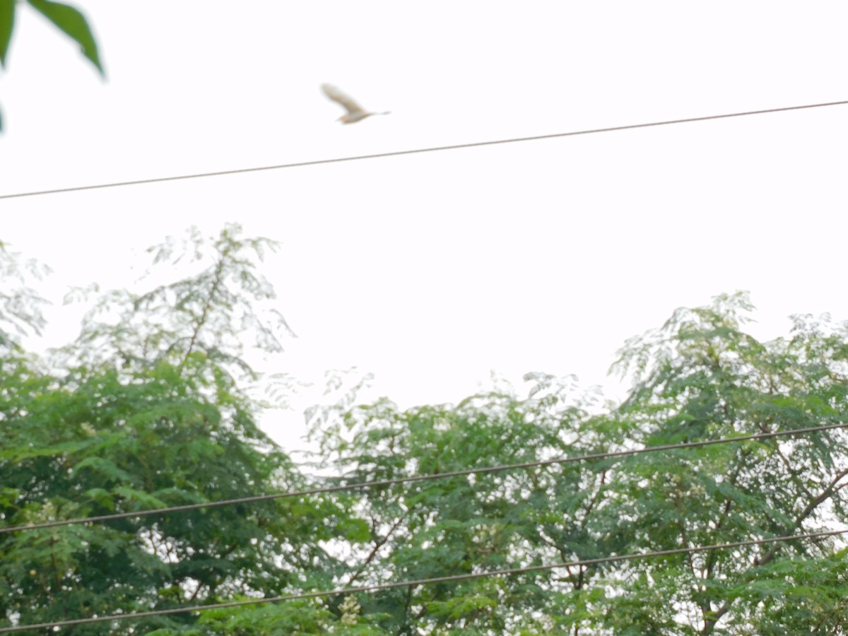 Eastern Cattle-Egret - ML642003635