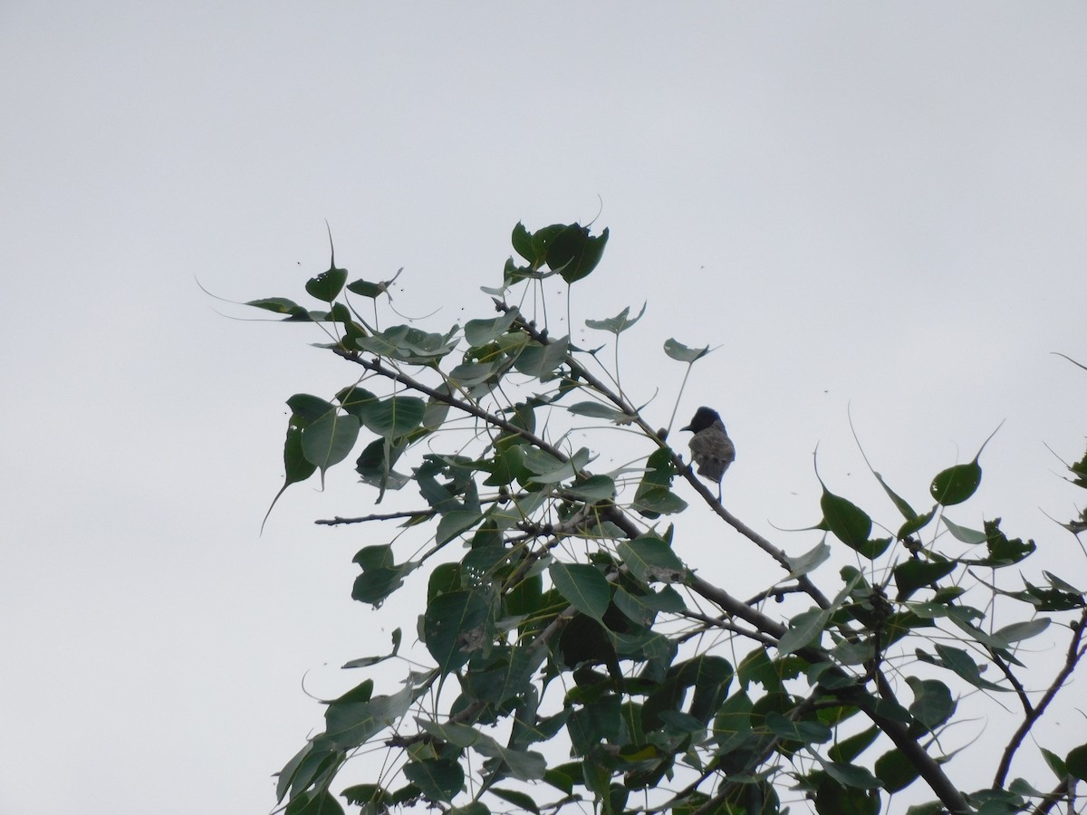 Bulbul ipurgorria - ML642003636