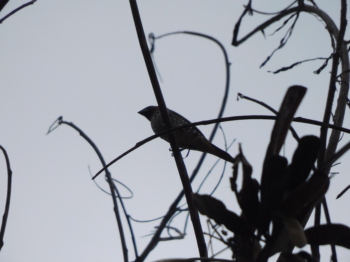 Scaly-breasted Munia - ML642003639