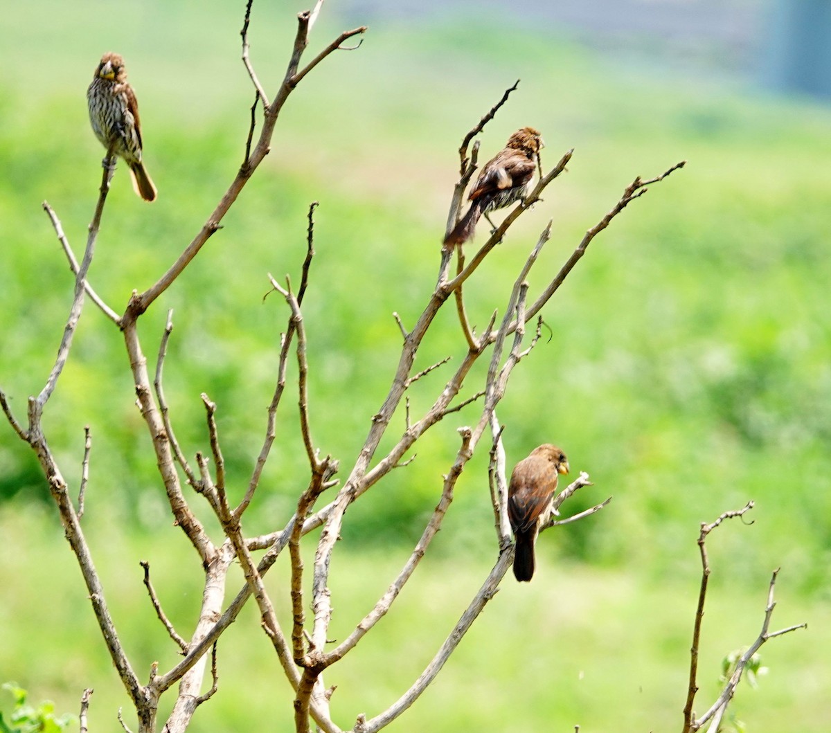 Grosbeak Weaver - ML642003640