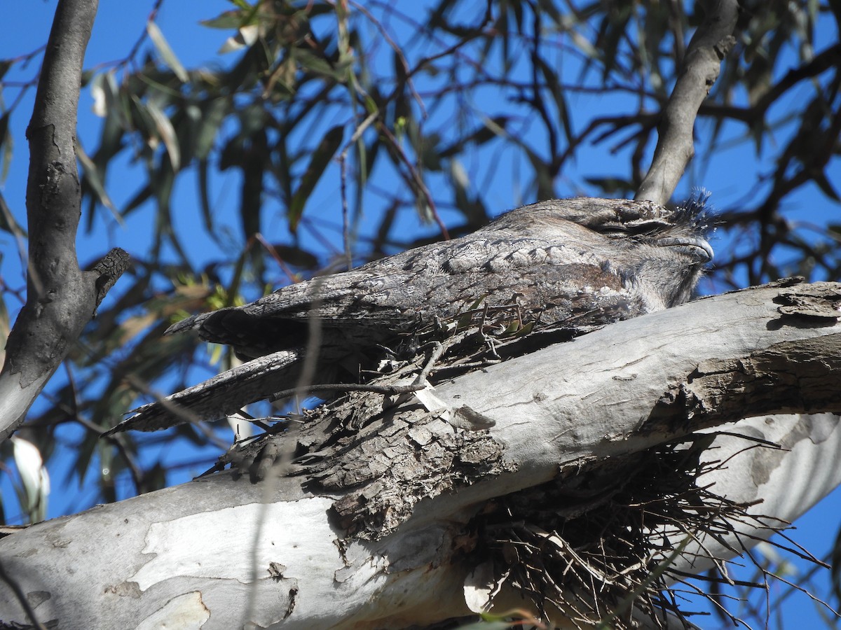 Tawny Frogmouth - ML642003644