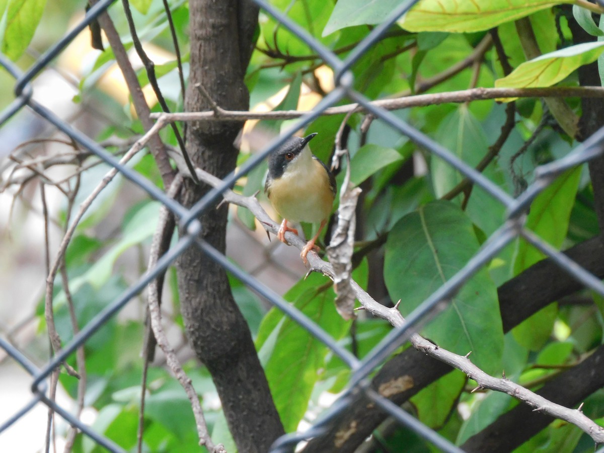 Ashy Prinia - ML642003645
