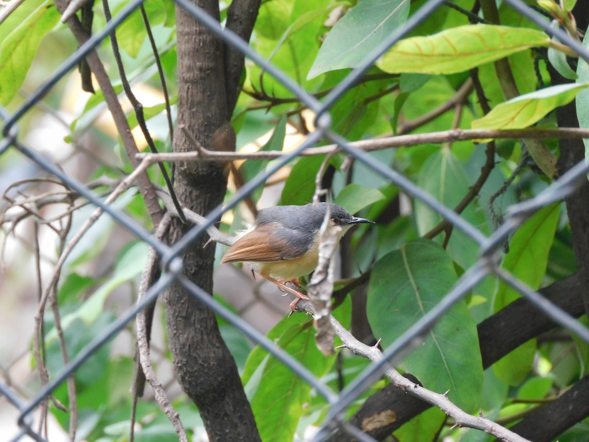 Ashy Prinia - ML642003646