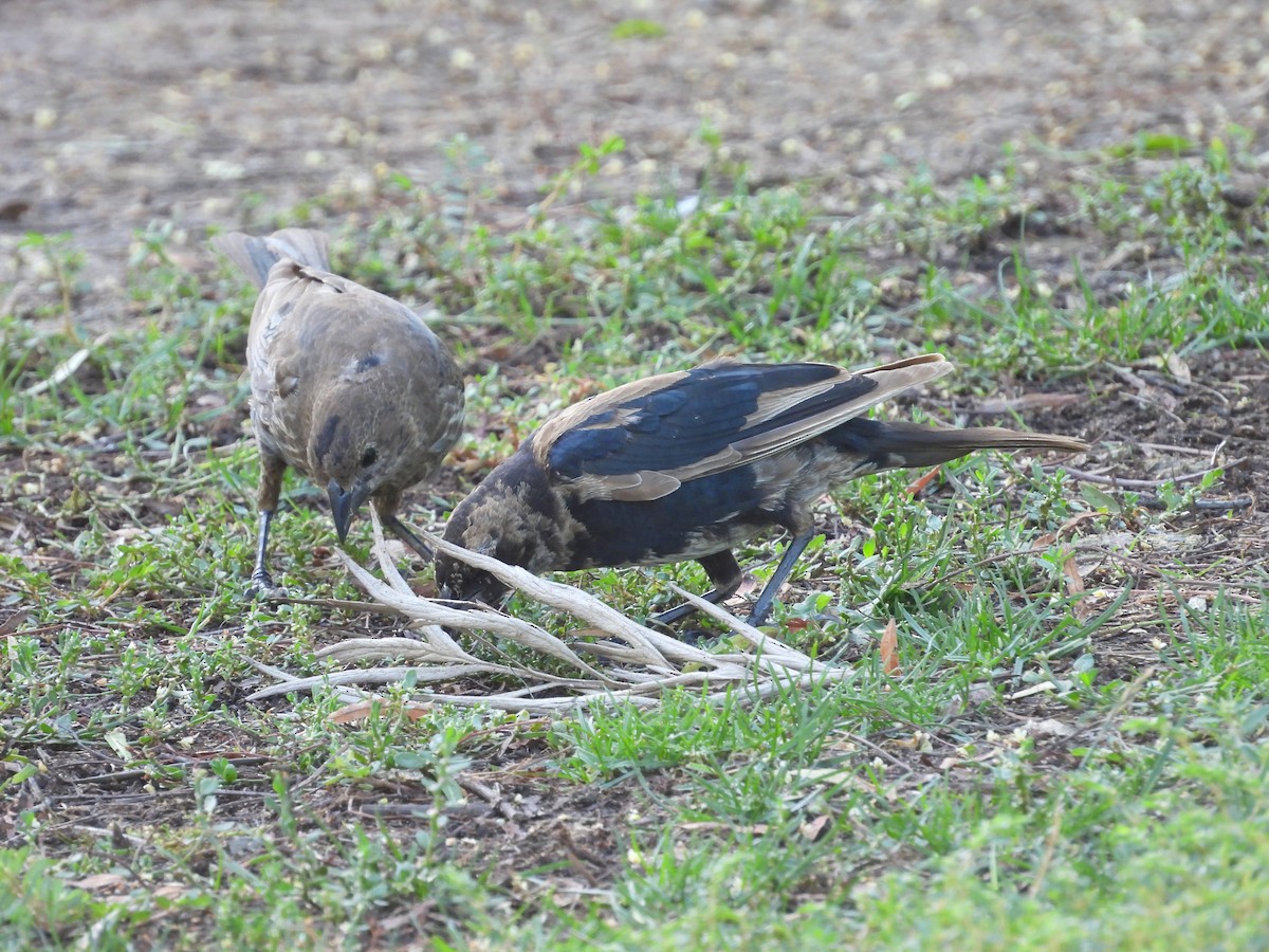 Brown-headed Cowbird - ML642003648