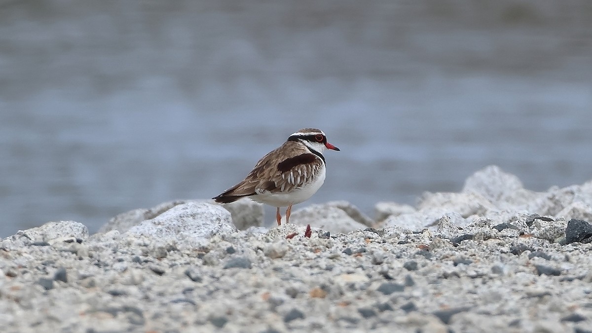 Black-fronted Dotterel - ML642003652