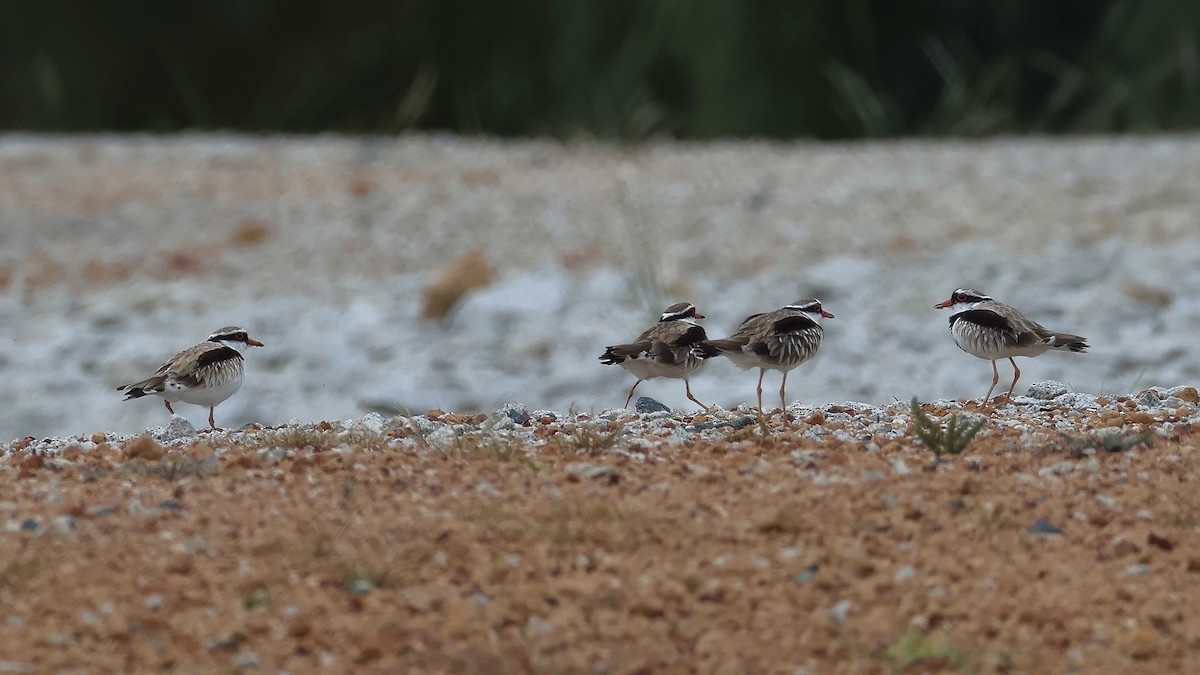 Black-fronted Dotterel - ML642003653