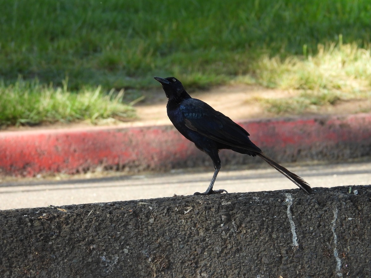 Great-tailed Grackle - ML642003657