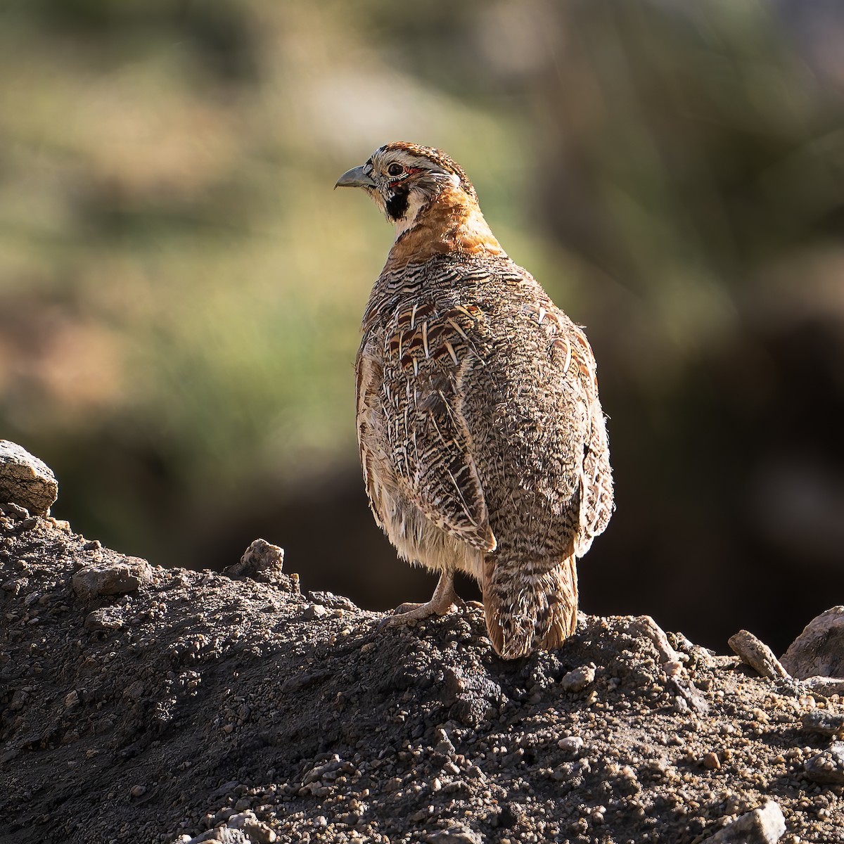 Tibetan Partridge - ML642003659