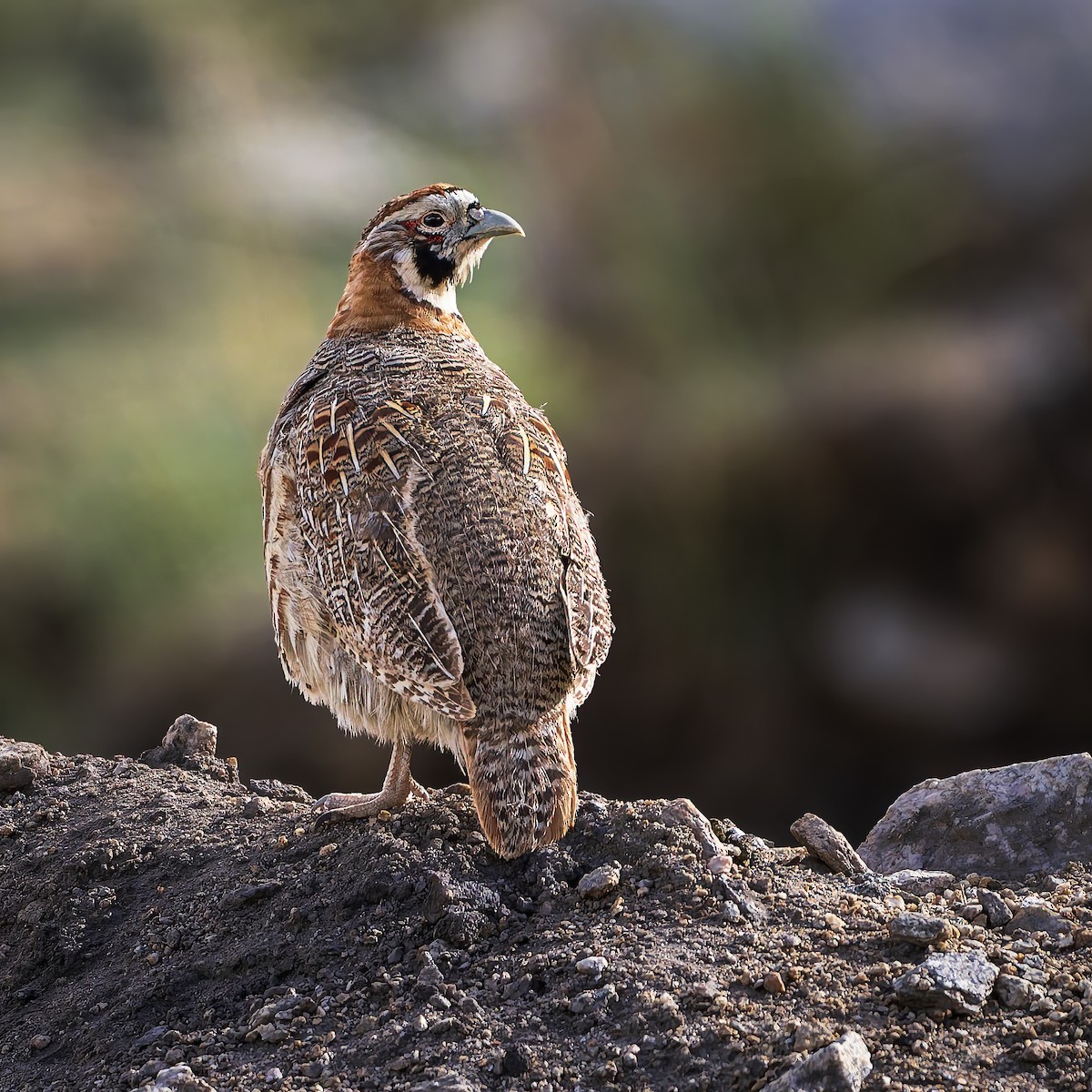 Tibetan Partridge - ML642003660