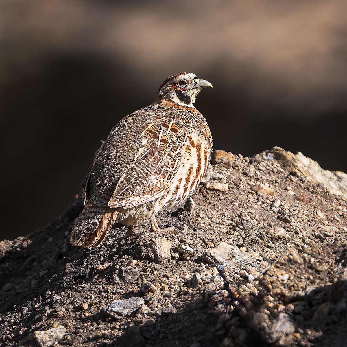 Tibetan Partridge - ML642003661