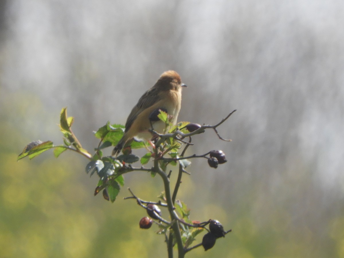 Golden-headed Cisticola - ML642003662