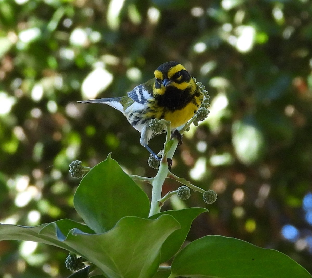 Townsend's Warbler - ML642003663